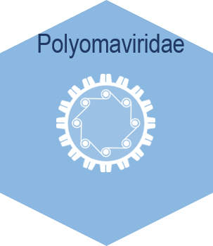 Polyomaviridae