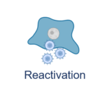 Reactivation