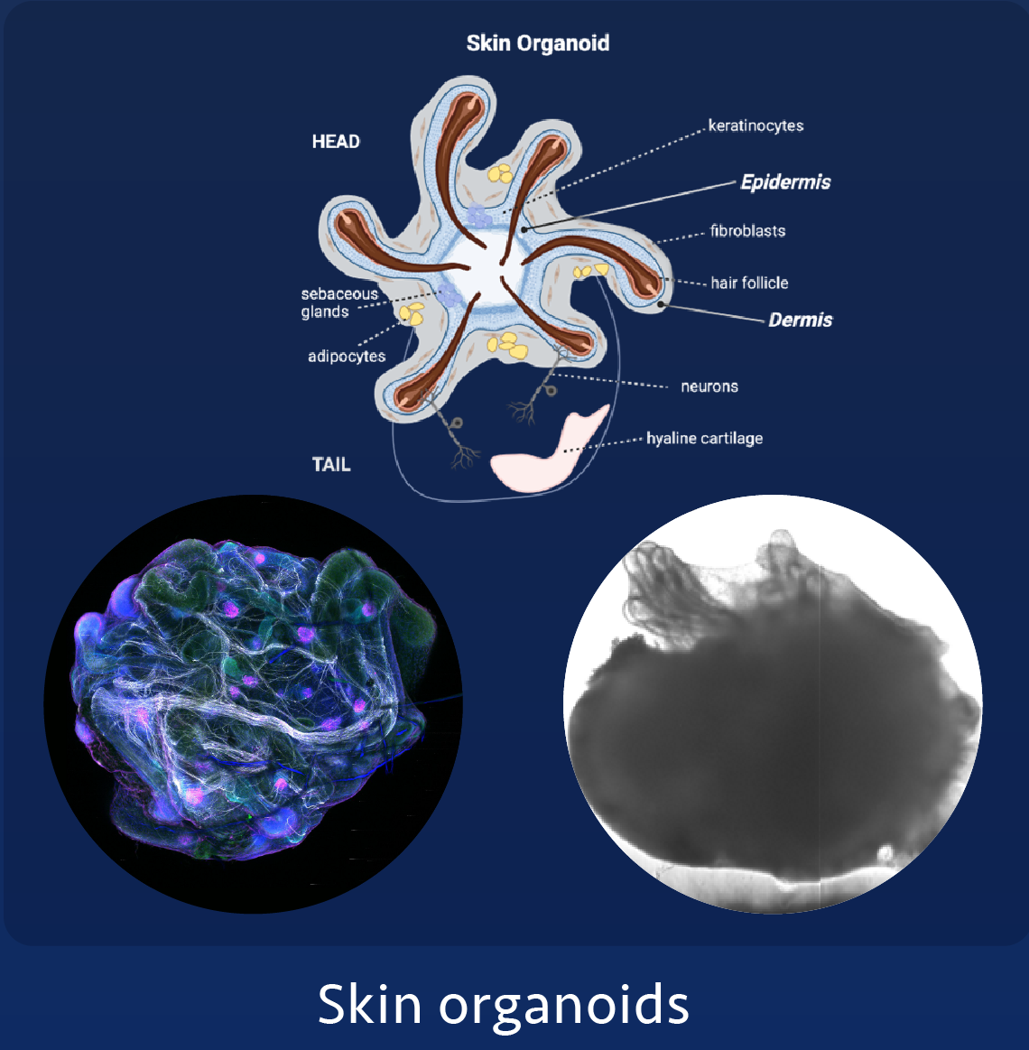 skin_organoids