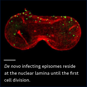 De_novo_inf_epi_nucl_lamina